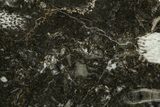 Polished Devonian Fossil Coral and Bryozoan Plate - Morocco #365112-1